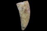 Bargain, Carcharodontosaurus Tooth - Real Dino Tooth #71188-1